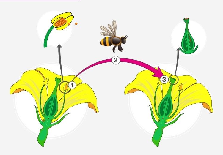 Pollination