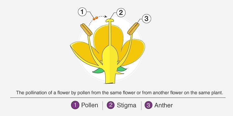 What is Pollination? - NEET