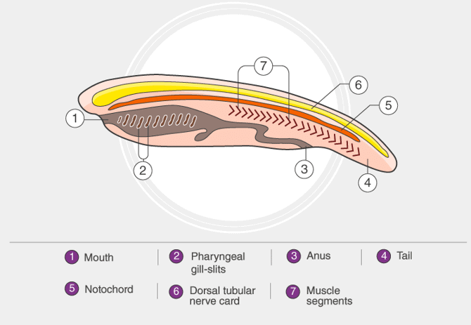 Phylum Chordata - NEET PDF Download