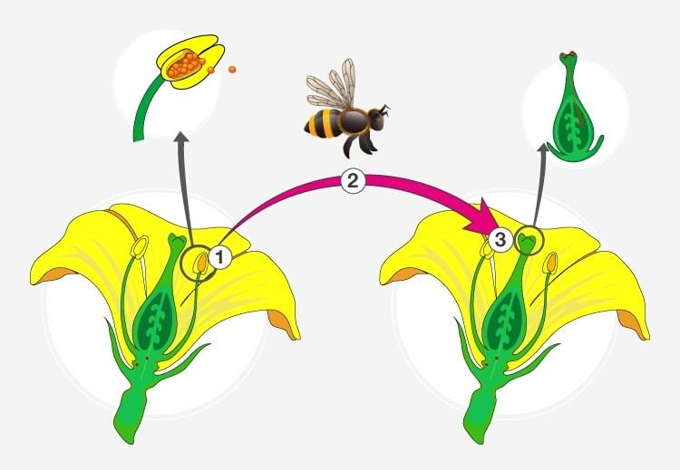 types-of-pollination-and-pollen-pistil-interaction-and-outbreeding