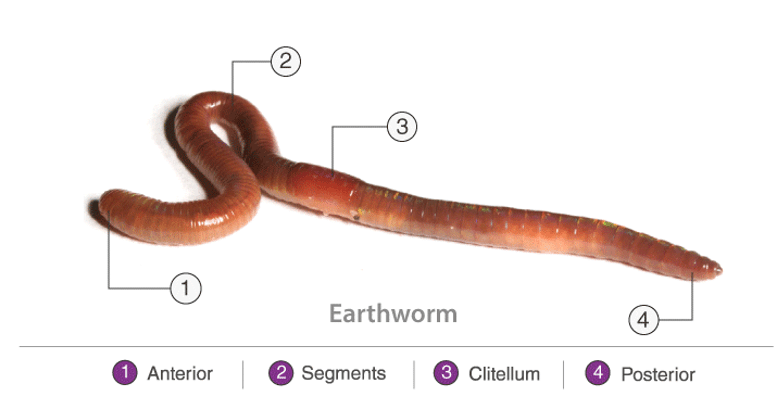 Phylum - Annelida and Arthopoda - NEET PDF Download