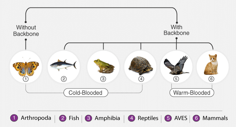 Classification of Animal Kingdom - Notes - NEET Classification of Animal Kingdom - Notes - NEET