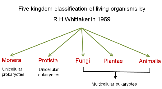 Important Notes For NEET Biology - Biological Classification - Class 11 ...