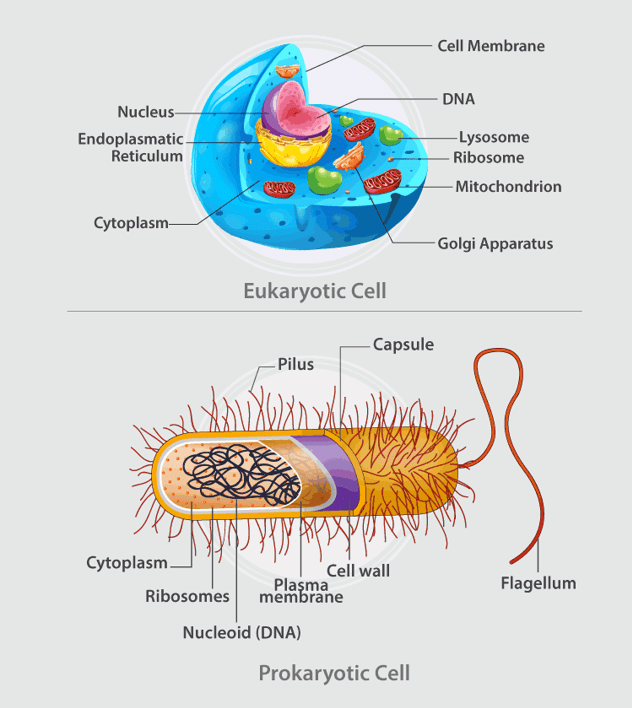 Difference between Prokaryotic and Eukaryotic Cells - NEET PDF Download