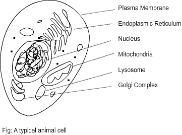 Cell (biology) visual data 5