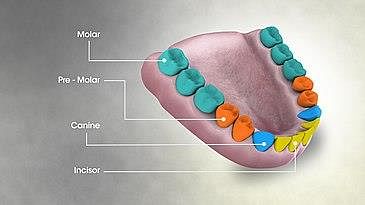 Molar (tooth) - Wikipedia