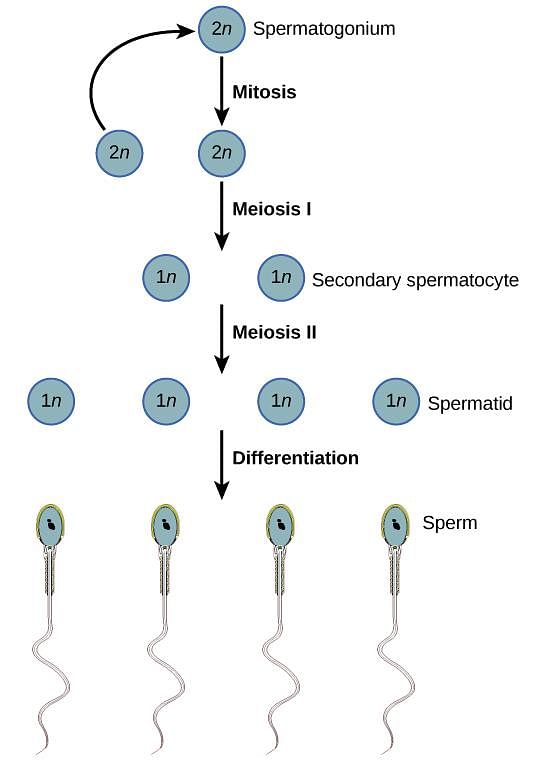 Gametogenesis | Biology I