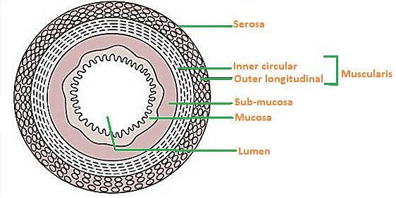 CBSE NCERT Notes Class 11 Biology Digestion Absorption