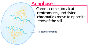 Anaphase - Wikipedia