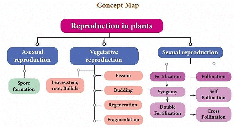 Reproduction in Plants Chapter Notes - Class 7 PDF Download