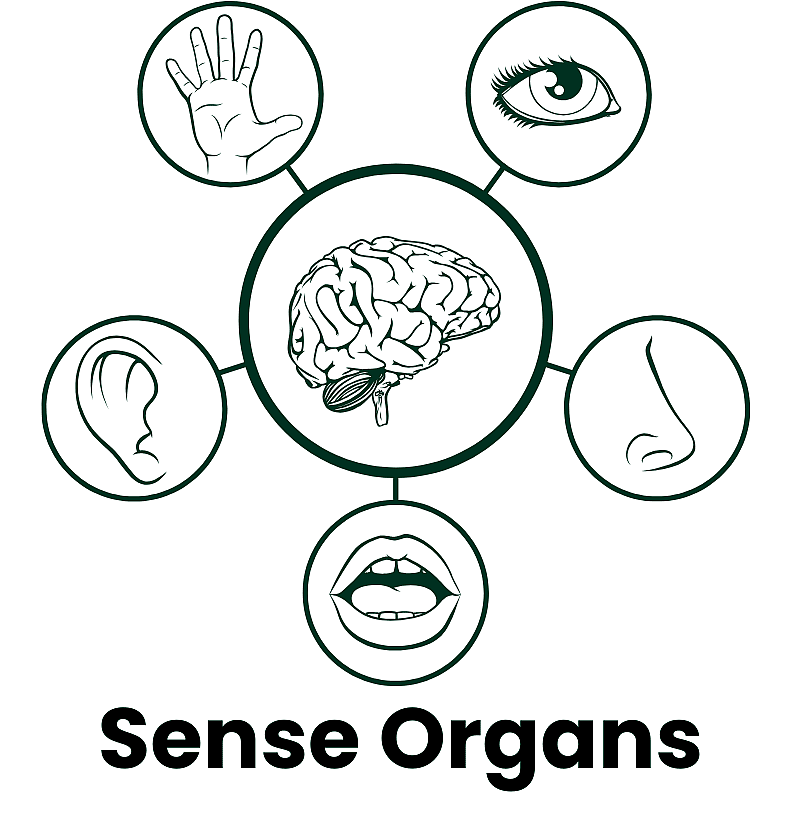 Synopsis of human sense organs on notebook page background. Vector  illustration:: tasmeemME.com