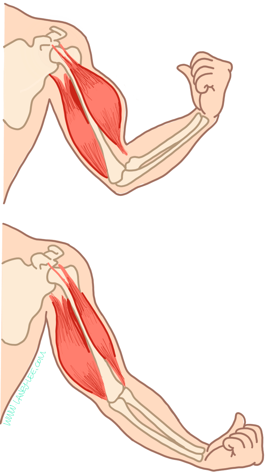 Bones, Muscles and Postures - 1 Class 2 Worksheet Science