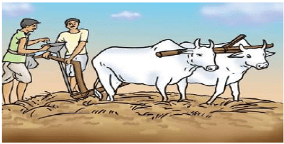 Traditional Seed Drill