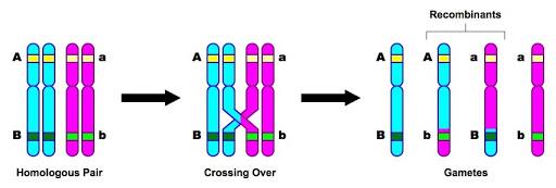 10.2 Dihybrid Crosses and Gene Linkage | BioNinja