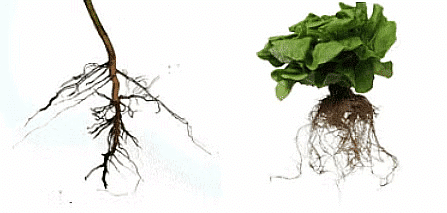 Getting to Know Plants Class 6 Worksheet Science Chapter 4