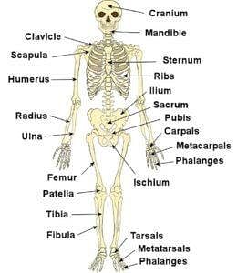 Human Body and Health for Class 5