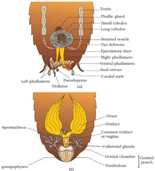 Structural Organization in Animals Chapter Notes - Biology Class 11 ...