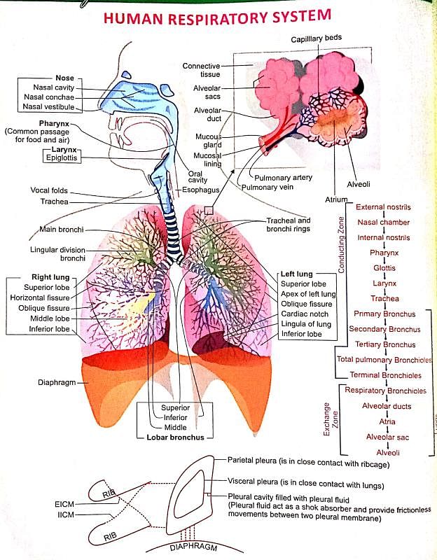 Human Respiratory System Notes - NEET
