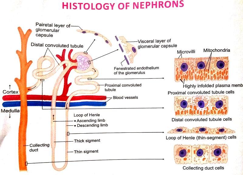 Human Excretory System Notes - NEET