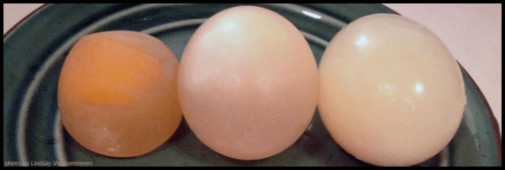 Osmosis experiment with egg lab report for biology - Class 9 PDF Download