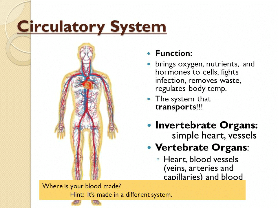 The Cardiovascular System - NEET PDF Download