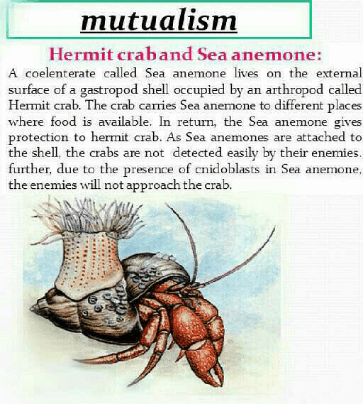 Association between hermit crab and sea anemone is called as. 1)  commensalism 2) mutualism 3) proto cooperation 4) ammensalism? | EduRev  NEET Question