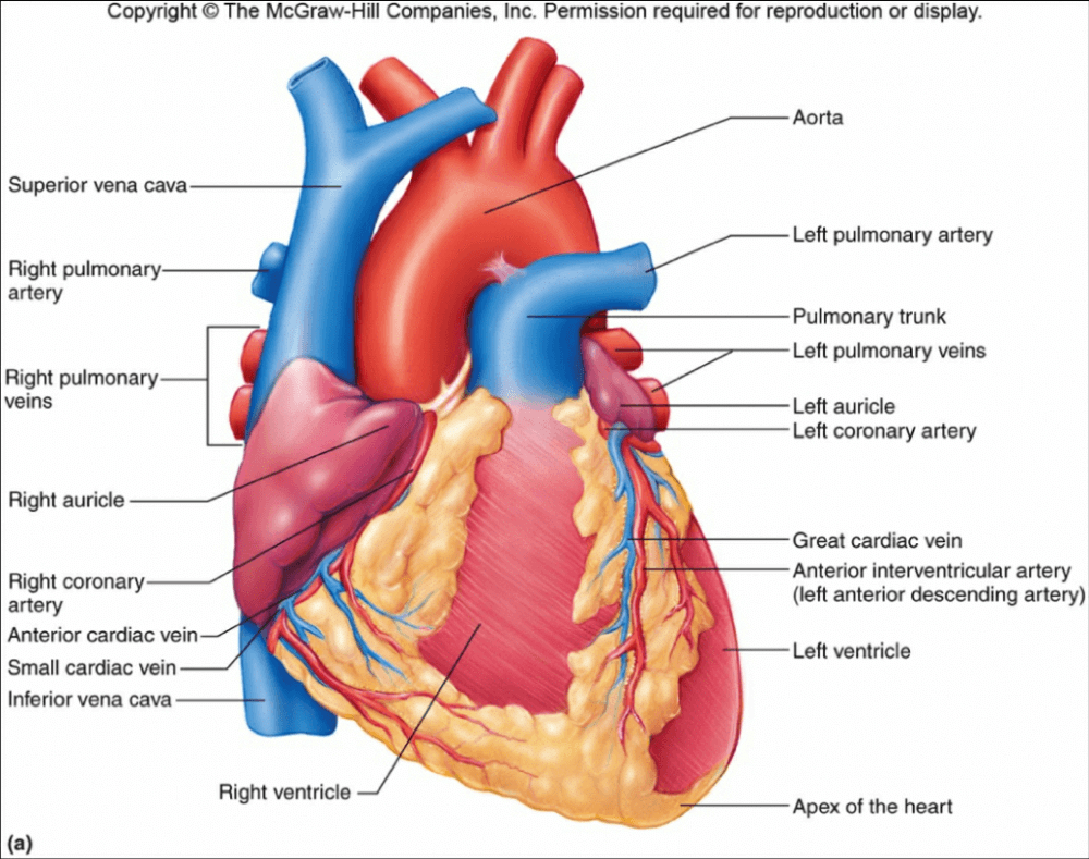 The Cardiovascular System - NEET PDF Download