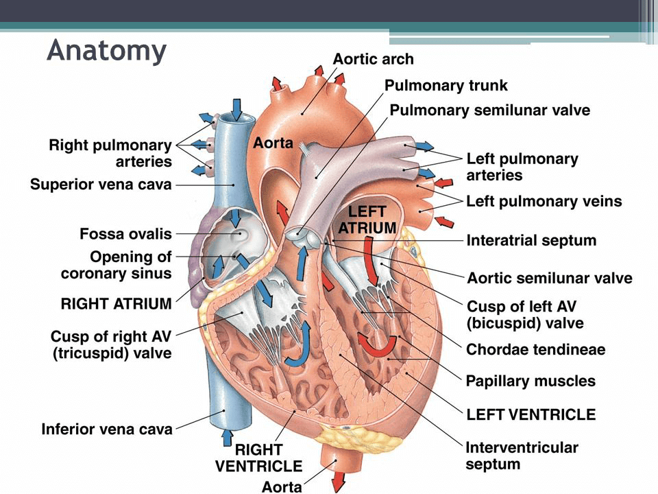 The Cardiovascular System - NEET PDF Download