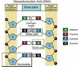 DNA is made up of building blocks calleda)proteins.b)bases.c ...