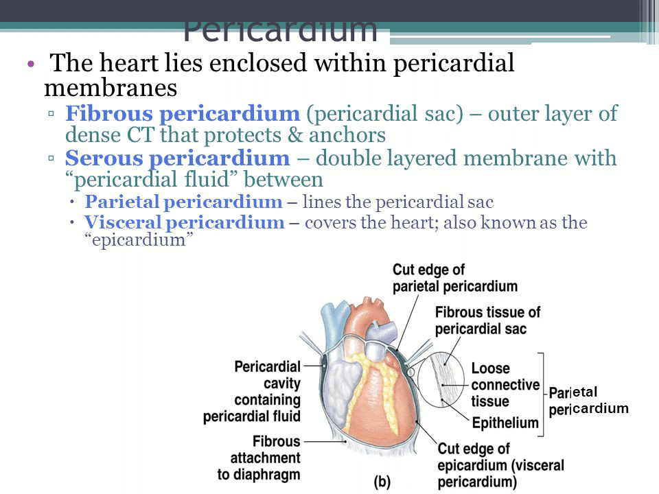 The Cardiovascular System - NEET PDF Download