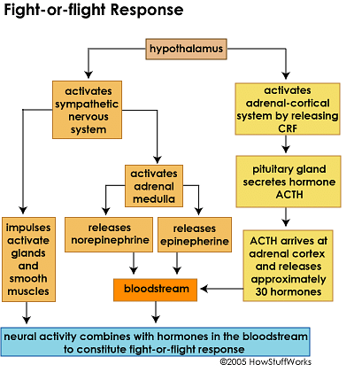 Flight and Fight response - Notes - NEET