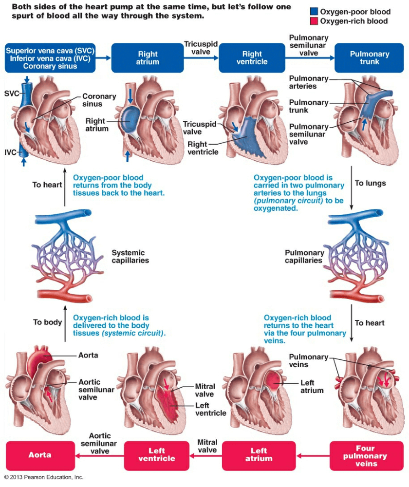 The Cardiovascular System - NEET PDF Download