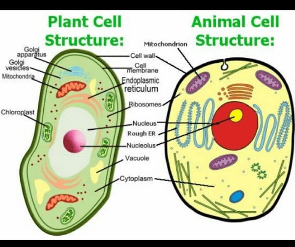 Here it is the labeled diagram of plant and animal cell - Class 9 PDF ...