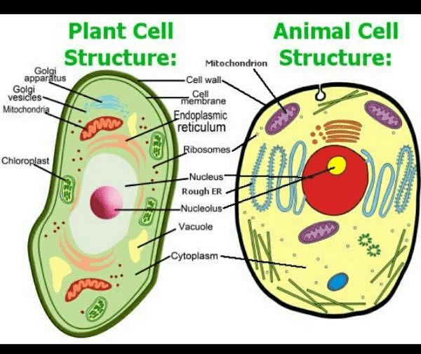 Here it is the labeled diagram of plant and animal cell - Notes - Class 9