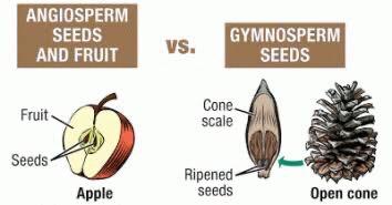 What are the reasons that Gymnosperms produce neither flower nor fruit? -  Quora