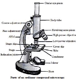 The Fundamental Unit of Life Class 9 Notes Science Chapter 5 Free PDF