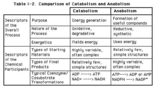 What Is Anabolism And Catabolism? - Edurev Neet Question