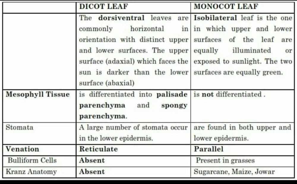 difference-between-dicot-and-monocot-leaf-its-all-about-to-help-you-so