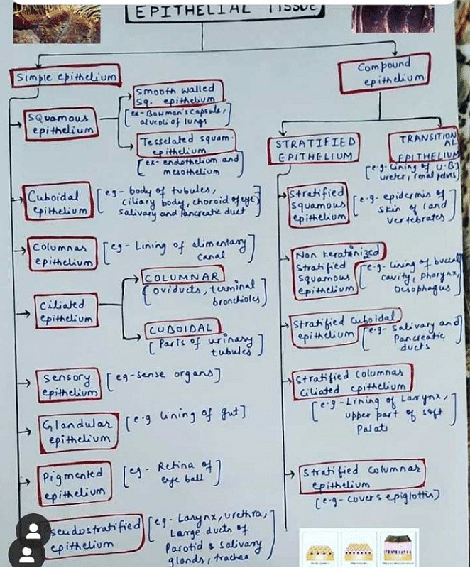 Flow chart of epithelial tissue // it's all about to help you so don't  answer please? | EduRev NEET Question