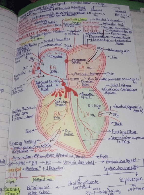 Where is the pace maker situated :-a)In left auricle near opening of ...