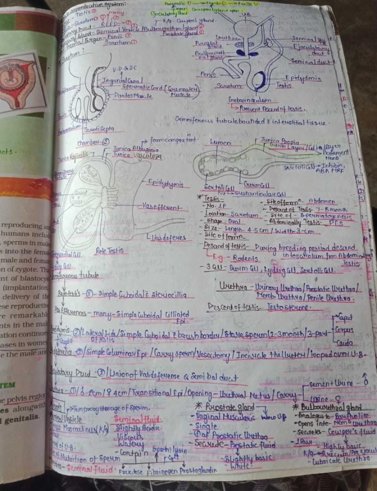 Testes descend into the scrotum during 7 th month of pregnancy through