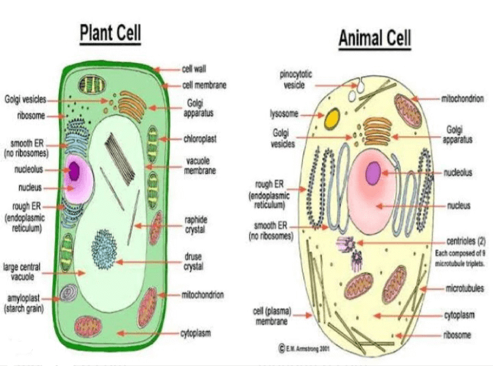 Chapter: The Fundamental Unit of Life (Notes) - Based on NCERT - Notes - Class 9 Chapter: The Fundamental Unit of Life (Notes) - Based on NCERT - Notes - Class 9