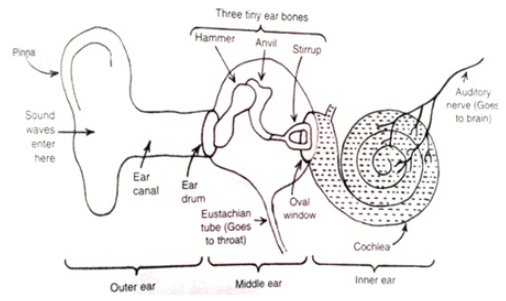 Lakhmir Singh & Manjit Kaur: Sound, Solutions- 3 | Science Class 9