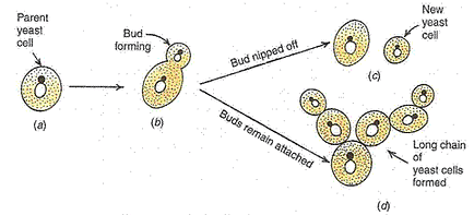Lakhmir Singh & Manjit Kaur: How do Organisms Reproduce?, Solutions- 2 | Science Class 10