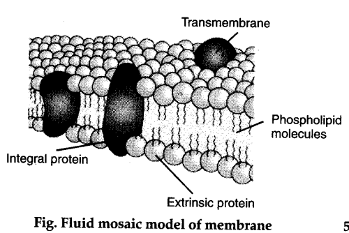 What was the Fluid mosaic model of biomembrane by Singer and Nicolson ...