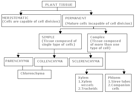 Notes : Tissues in Plants and Animals - Notes - Class 9 Notes : Tissues in Plants and Animals - Notes - Class 9