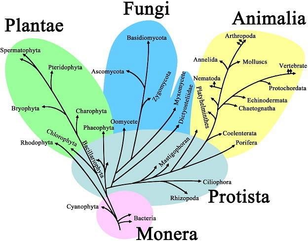 Five Kingdom Classification Monera