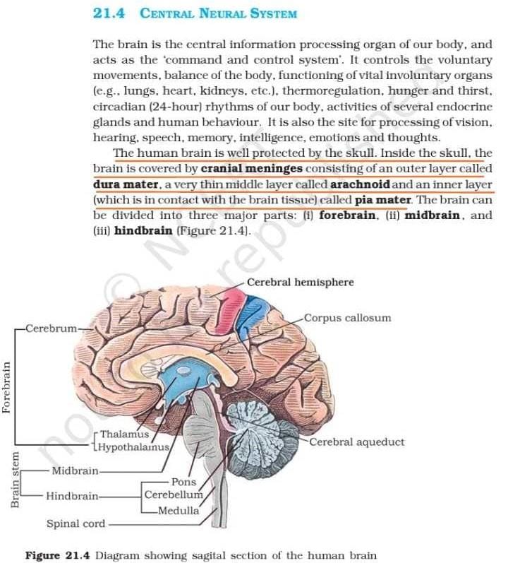 Sequence of meninges from inner to outside isa)Duramater Arachnoid