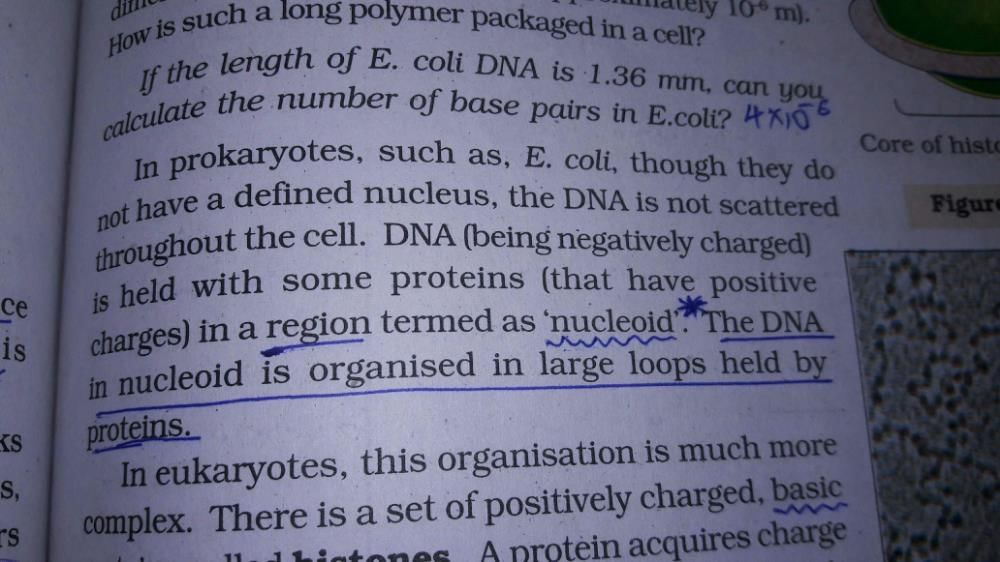 Dna Of Nucleoid Is Present In Form Of Andndash;a)chromatinb)small Loops 