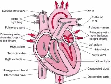 Life process (complete Notes) - Class 10 PDF Download